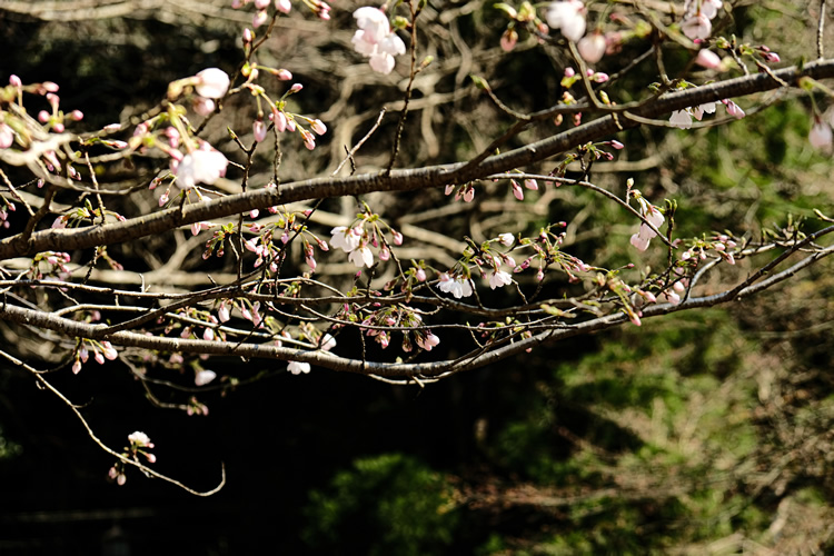 大寧寺の桜