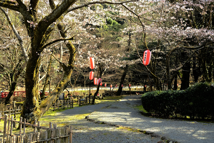 大寧寺の桜