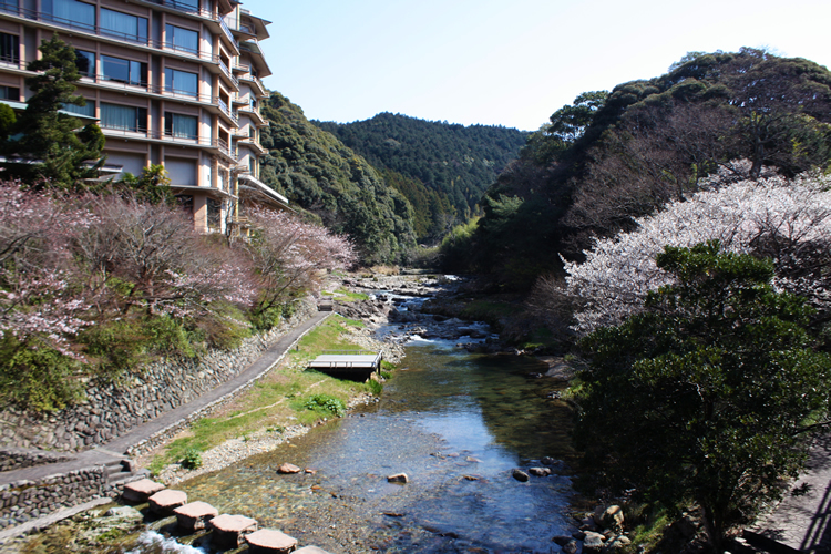 大谷山荘前、音信川沿いの桜