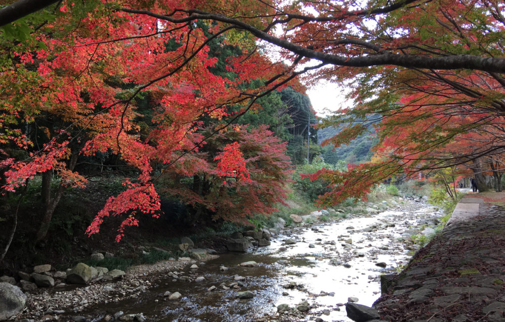 autumnleaves7_taineijitemple