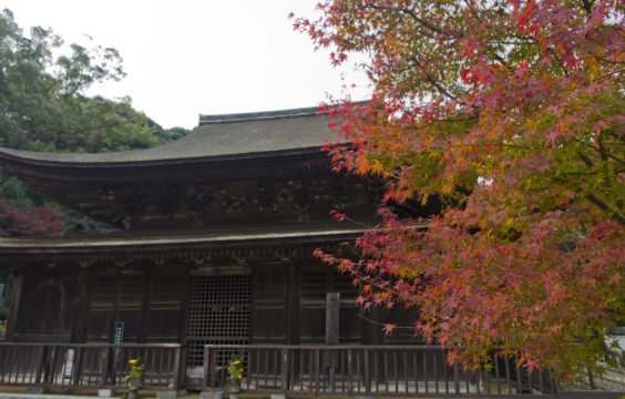 autumnleaves_kouzanji3_oidemaseyamaguchi