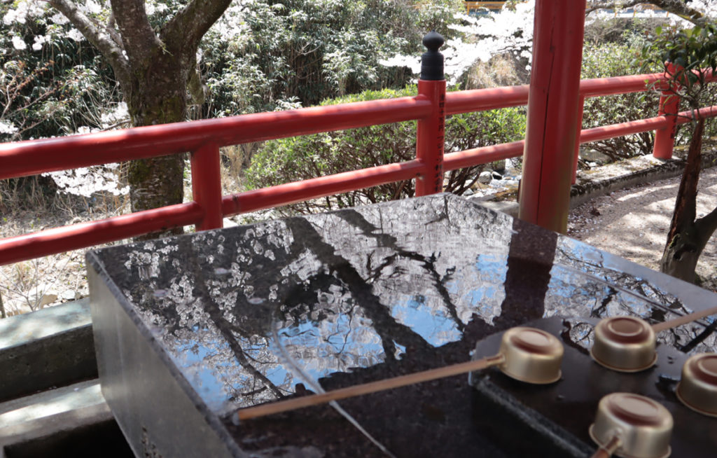 cherryblossom3_taineijitemple