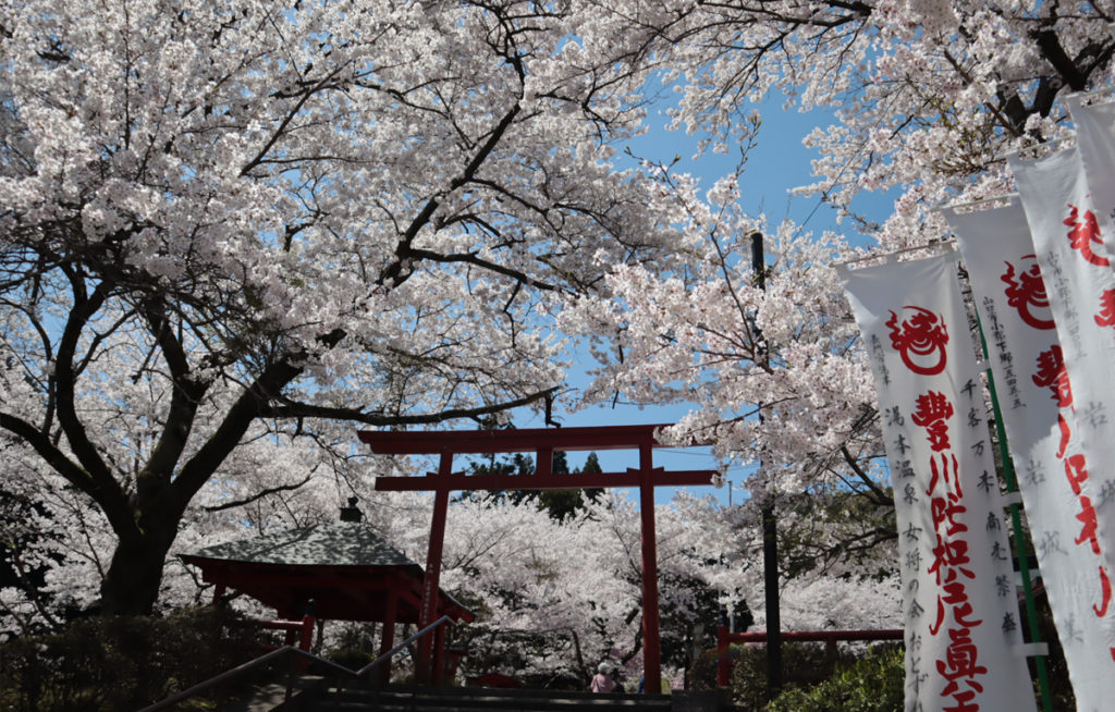 cherryblossom4_taineijitemple