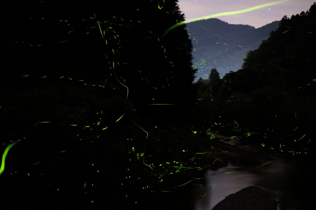 otozureriver-firefly