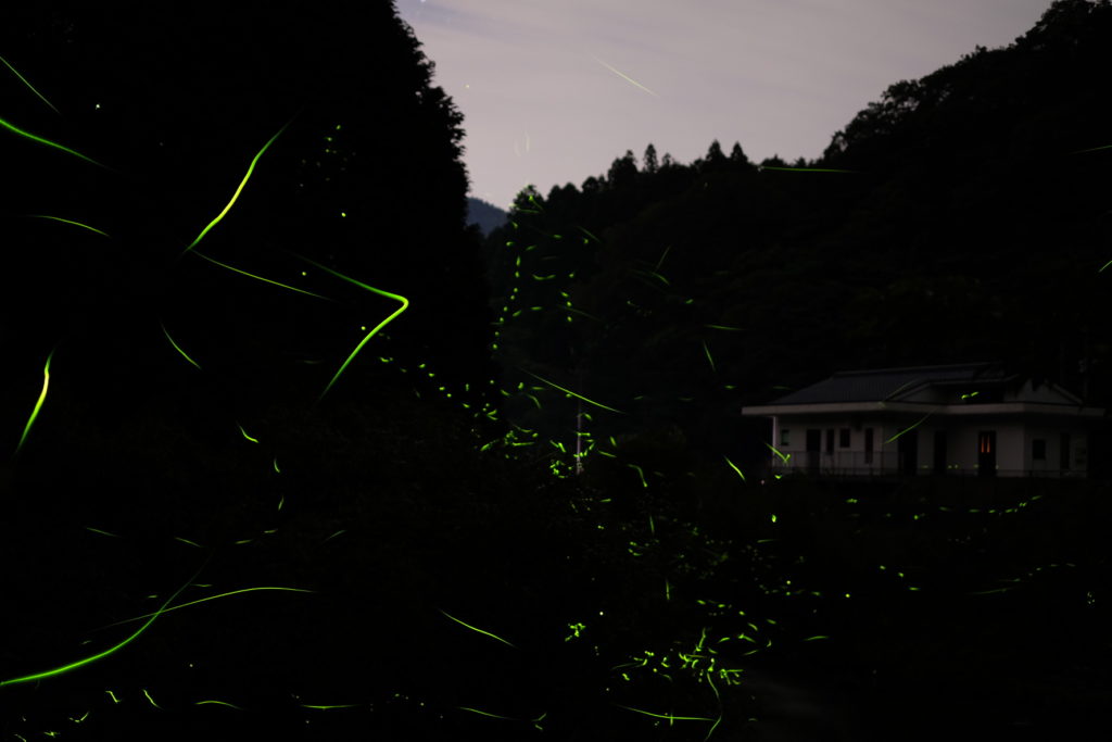 otozureriver-firefly