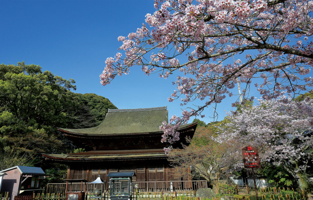 sakura_kouzanji2_shimonosekisitourismpolicydivision