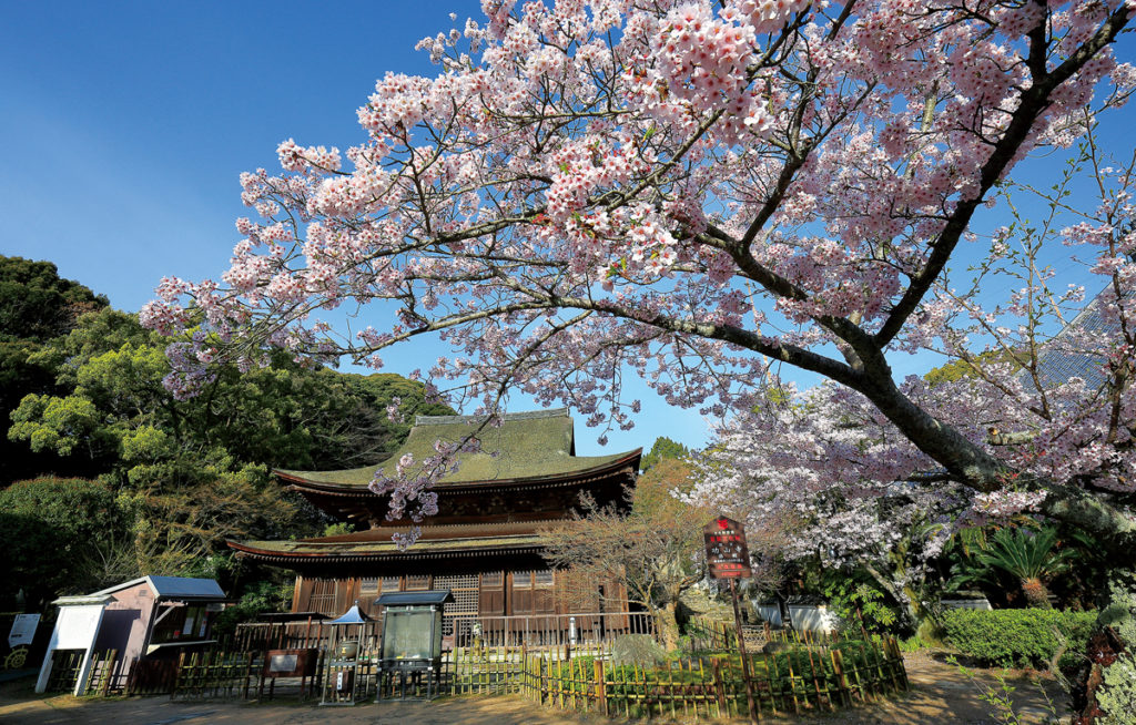 sakura_kouzanji3_shimonosekisitourismpolicydivision