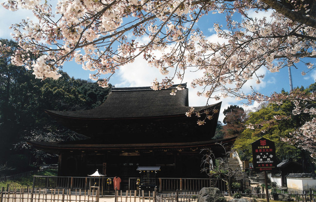 sakura_kouzanji4_oidemaseyamaguchi