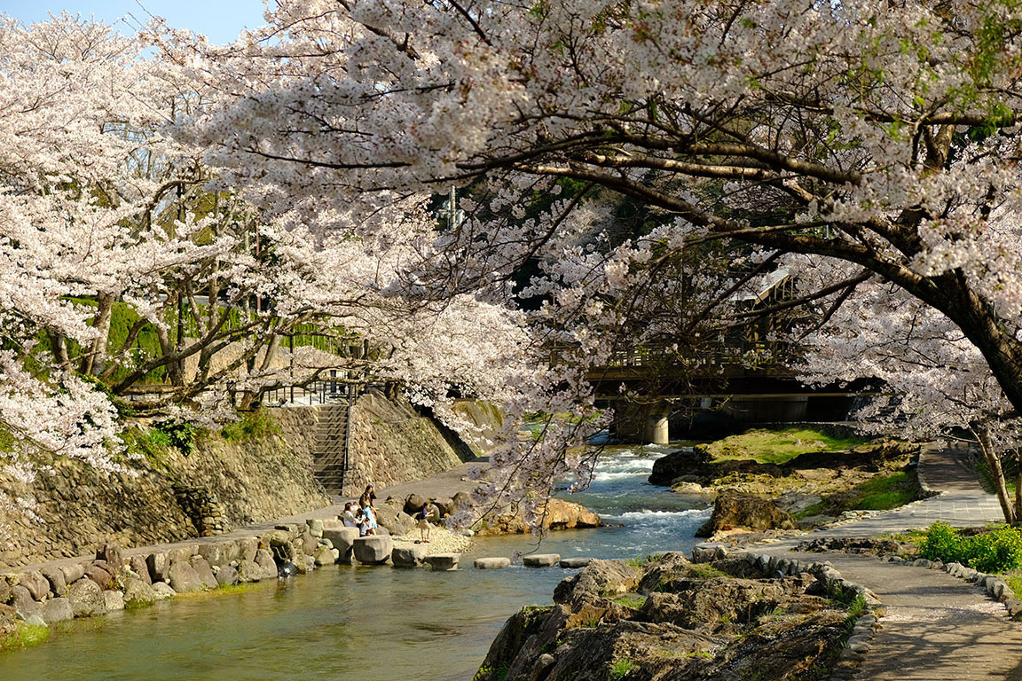 桜が満開になりました（3）