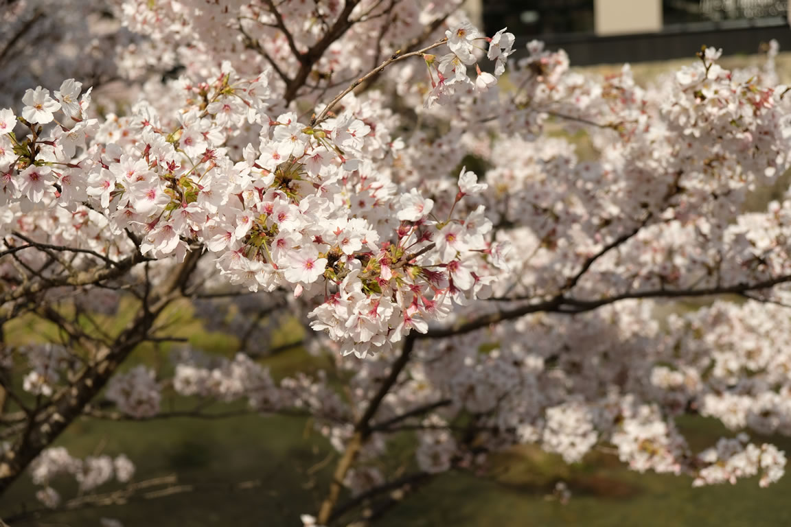 桜が満開になりました（2）