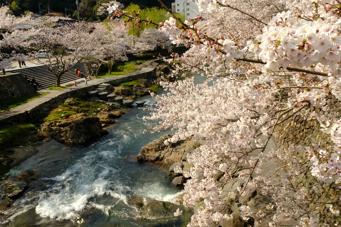 桜が満開になりました（1）